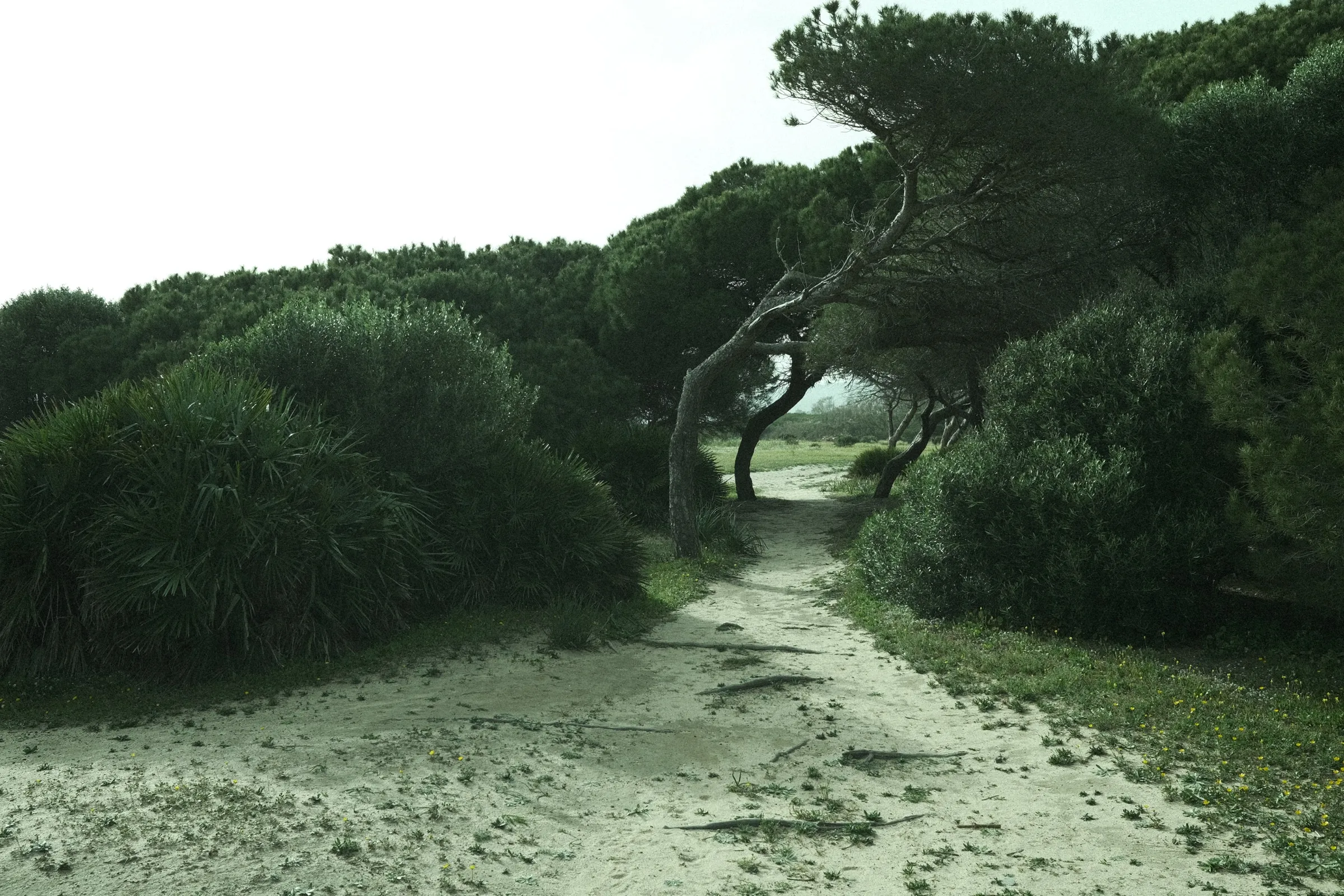 A sandy path through wind-bent pine trees.