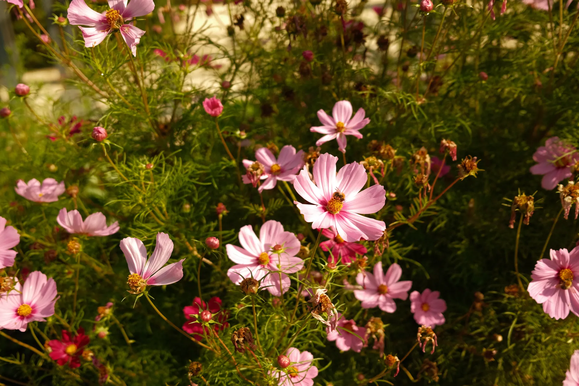 Pink cosmos flowers in warm evening light.